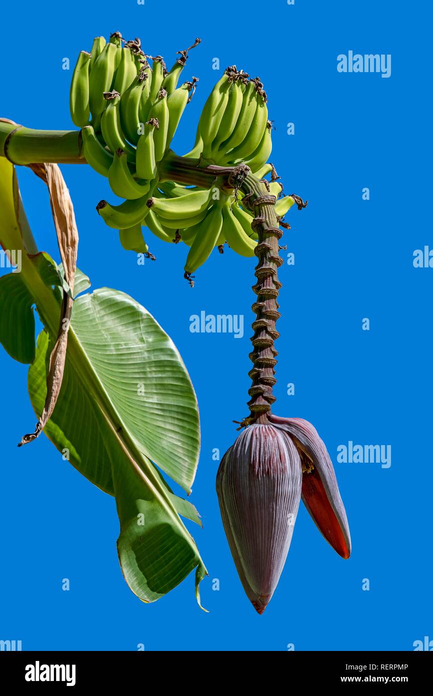 Banana (Musa ensete), perenne con fiore, Maupiti, Isole della Società, Polinesia Francese Foto Stock