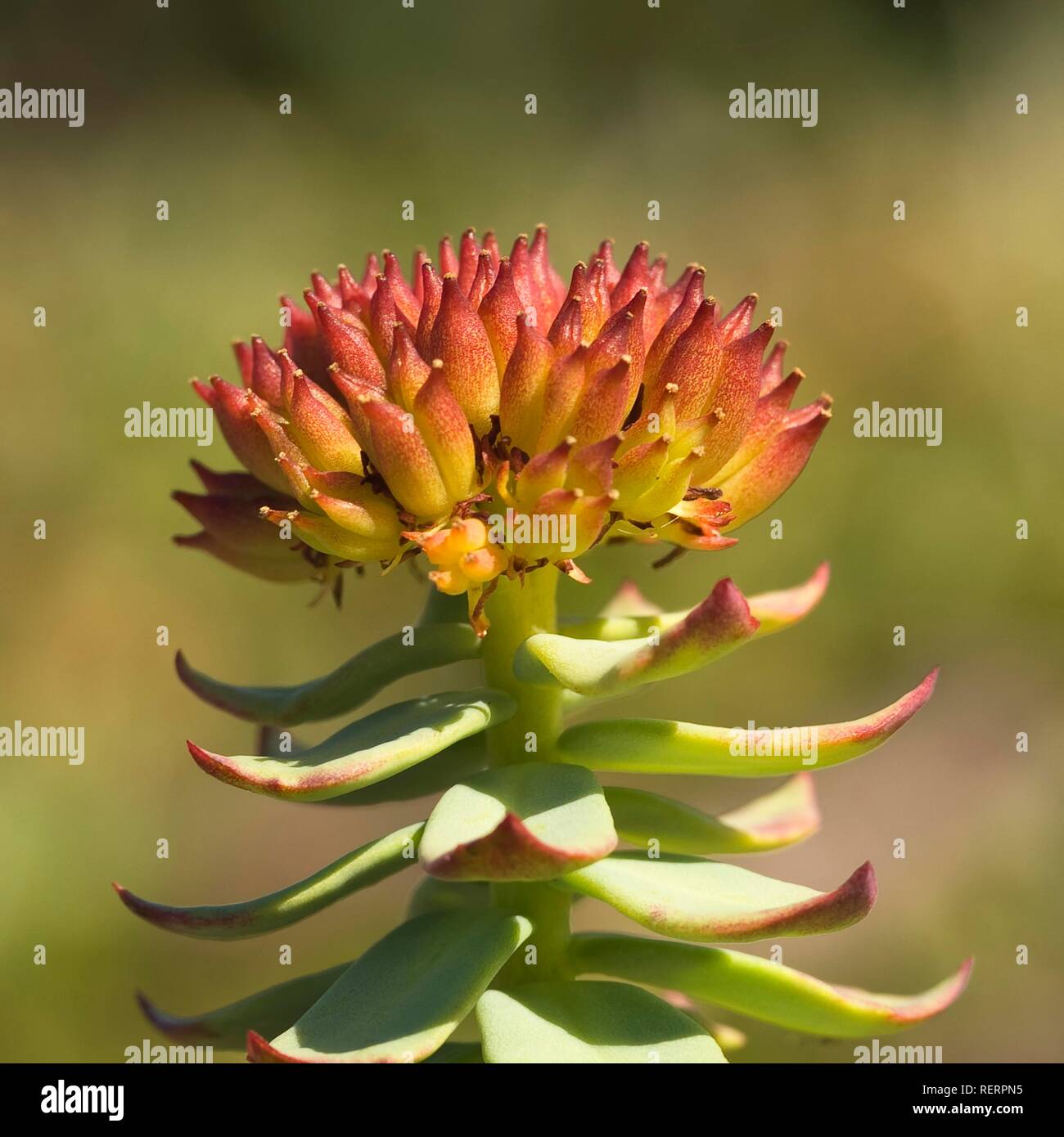 Radice dorata, Roseroot o la Verga di Aronne (Rhodiola rosea), Labrador costa, Canada, America del Nord Foto Stock