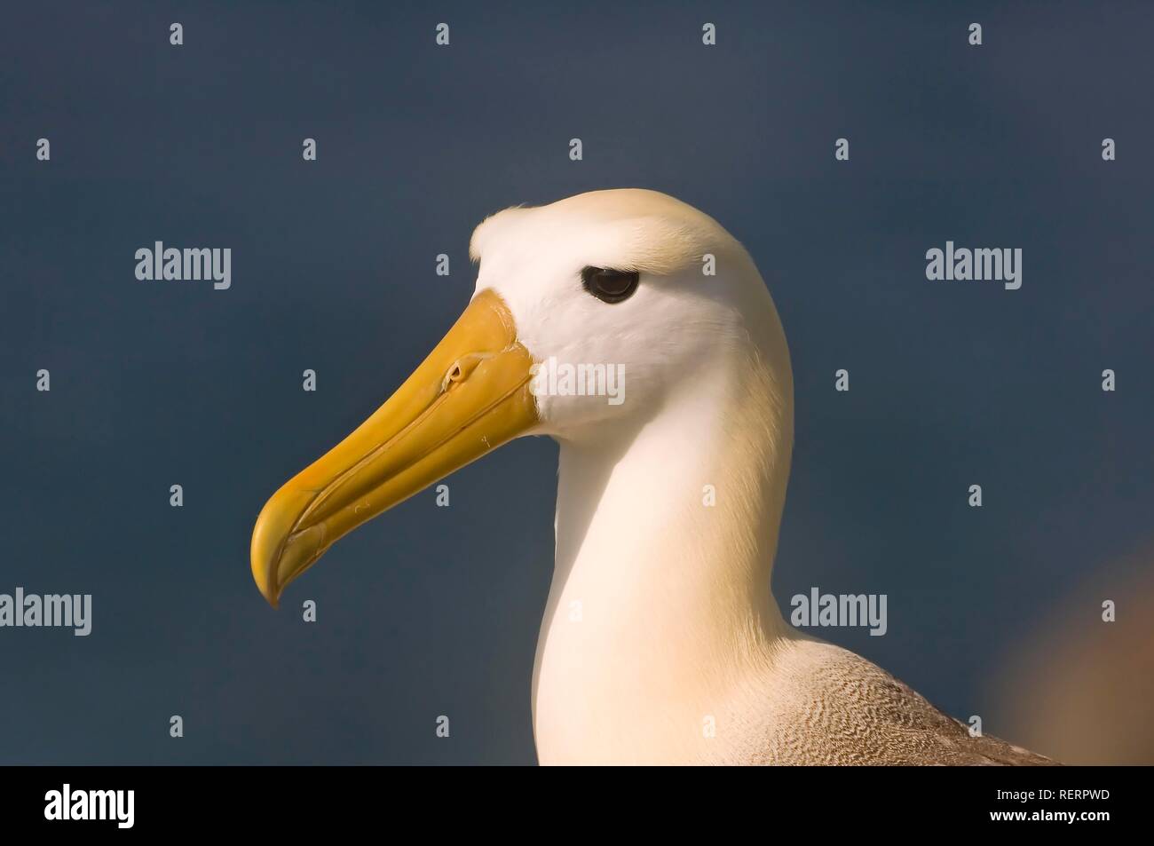 Albatro ondulata o Galápagos Albatross (Diomedea irrorata), Española Island Isole Galapagos, Patrimonio Mondiale dell UNESCO Foto Stock