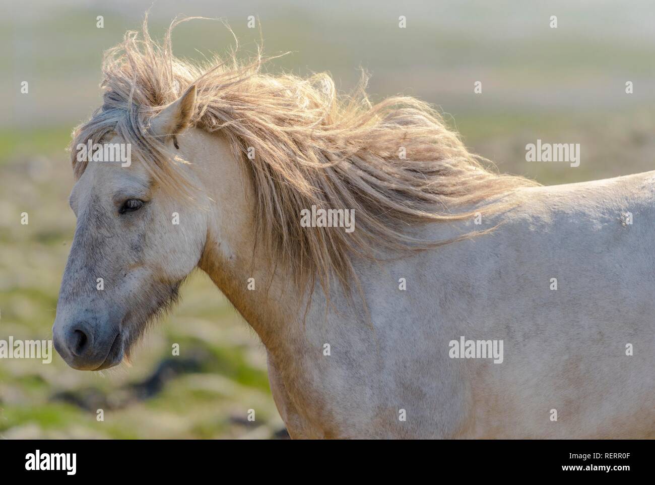 Bianco cavallo islandese in verticale, il vento che soffia in mane, Sauðárkrókur, Akrahreppur, Norðurland vestra, Islanda Foto Stock
