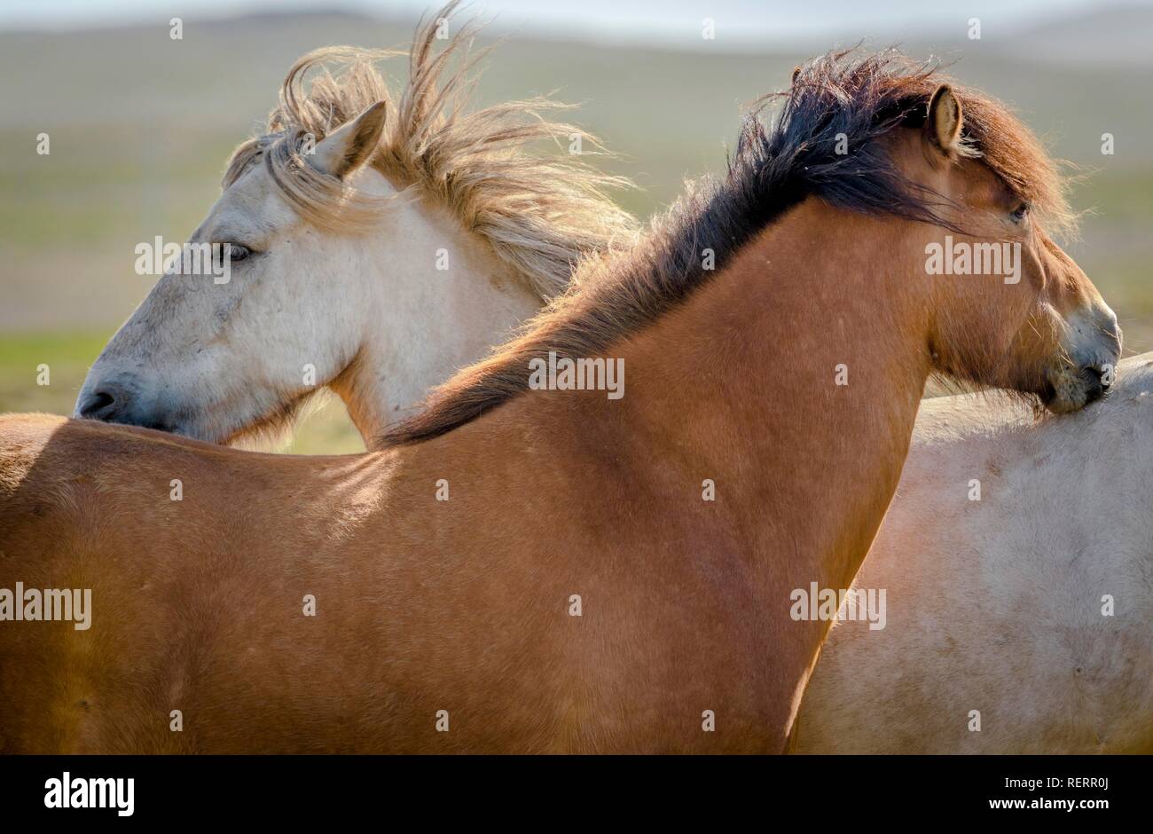 Due cavalli islandesi, bianco e marrone, cura la loro pelliccia su pascolo, il vento che soffia in mane, Sauðárkrókur, Akrahreppur Foto Stock