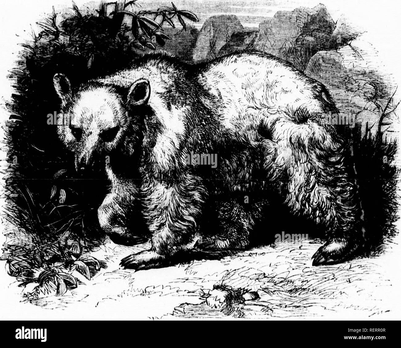 . L'illustrato Storia naturale [microformati]. Mammiferi; Storia Naturale; Mammifères; Sciences Naturelles. m^. SVIMW IJKAK, (II! Iillili-Cs,/.. /.,";"7/;"Hs. ^uml.lrrs e truut .,r tlic m.ck, llic capelli è così in-viR'ndicuIailv set e i.rnj.Tfs s.. liniilv tliat esso uivcs piastrella aspetto di una criniera, somewliat resenihlinu- che di liva-na al giorno d'oggi, th,- sentire siriano niav Ik' fonnd nelle parti montuose ^f I aiestme, e è stato tre.piently visto su hiulier I..'l,aiion montagne. Il suiniuit >. la montagna itselt è composta di due snow-chal picchi, ed è ivmarkalile Foto Stock