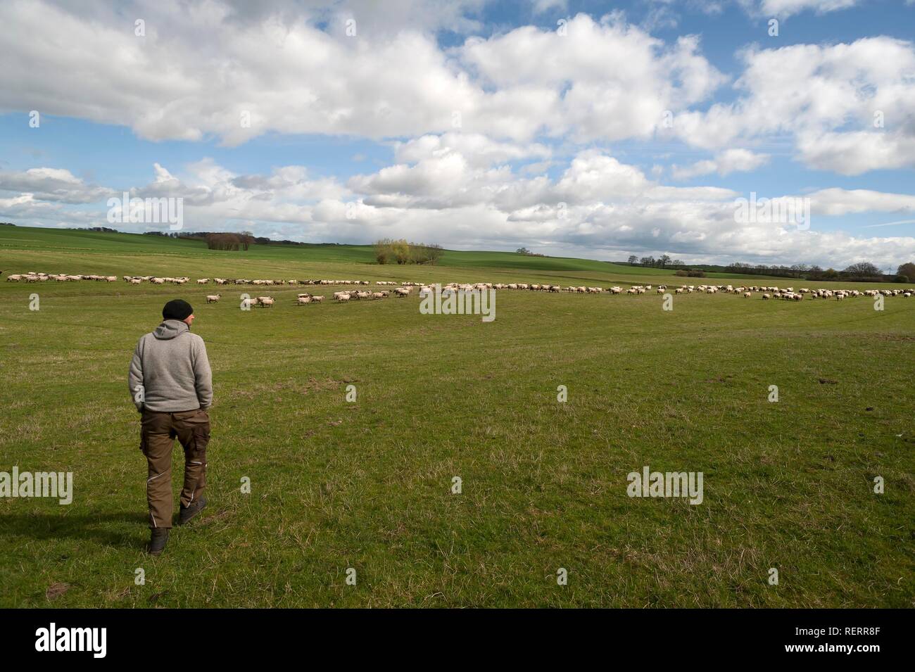 Controlli di pastore del suo gregge di pecore sul pascolo, Meclenburgo-Pomerania Occidentale, Germania Foto Stock