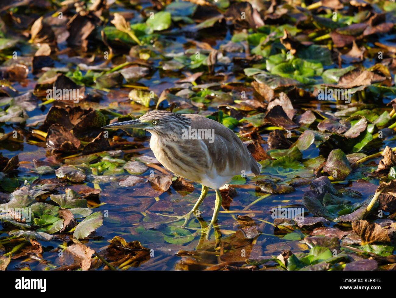 Tarabusino (Ixobrychus minutus), il Lago di Scutari, il Lago di Scutari Parco Nazionale, Montenegro Foto Stock