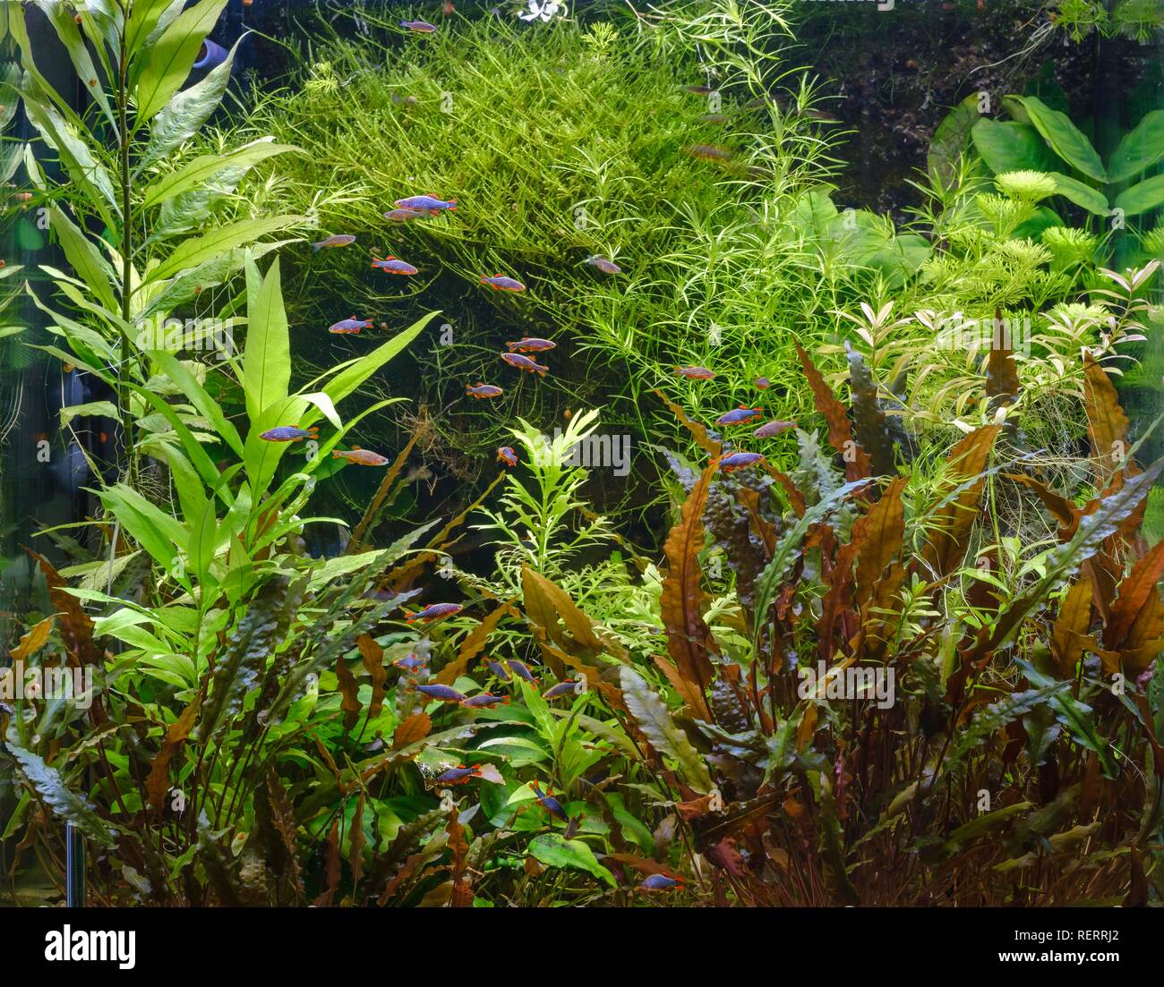 Densamente piantati tropical acquario d acqua dolce, faraona bear (Danio margaritatus), Germania Foto Stock