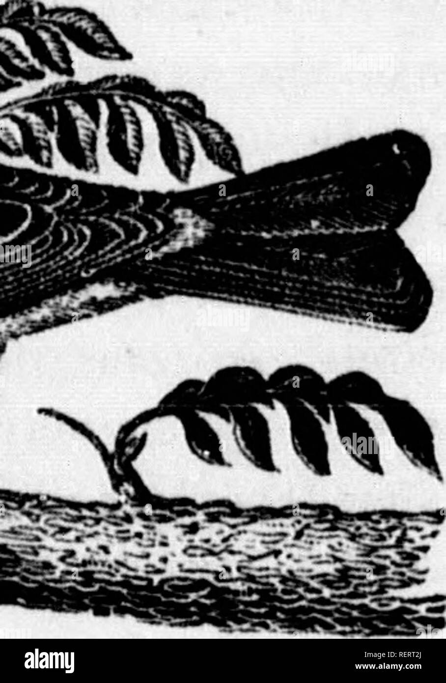 . Un manuale di ornitologia degli Stati Uniti e del Canada [microformati]. Gli uccelli; Oiseaux. DS. Â ast e i lati sotto le ali grayisli-marrone, ey. La coda anche simi- ;et, e Bill sopra, piombo- . Iris nocciola scuro. L. .YCATCHER. !, LiN. Wii.figlio, ii. p. 55. 1, n. ()()75.) witli una oscura la linea laterale ; di; le ali senza bande ; ,n r-th. Â i giovani con ! Songster sembra 1 continente da Lab- della Giamaica e San ent nel mite tabella l'estate con noi, regioni a corn- trovati in quella stagione ites. Il suo Red-Eyed di Mezice. RED-EYED VIREO O FLYCATCHER. 313 Vireo arriva in Pennsylvani Foto Stock