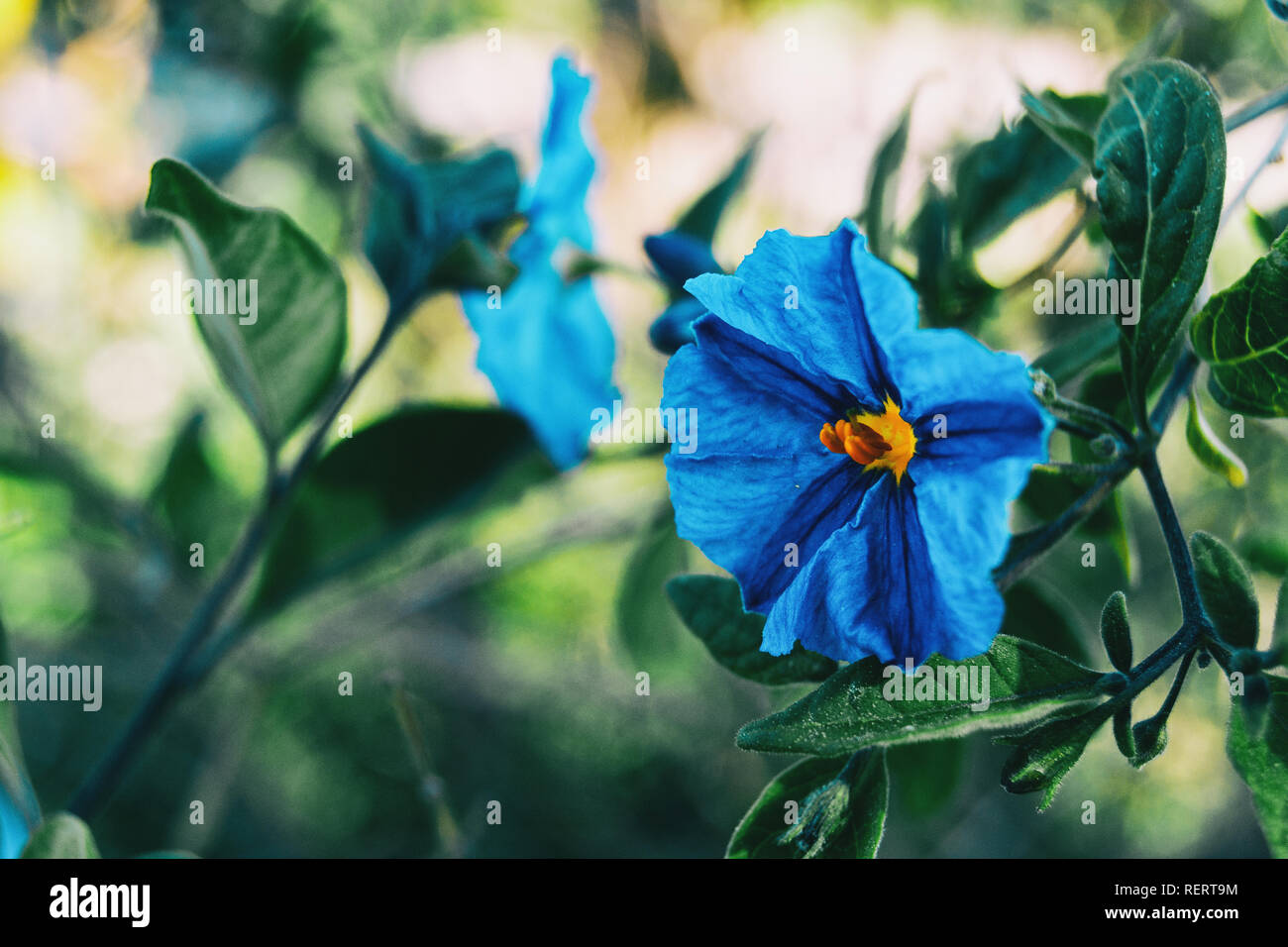 Close-up di un fiore blu di solanum laciniatum nel selvaggio Foto Stock