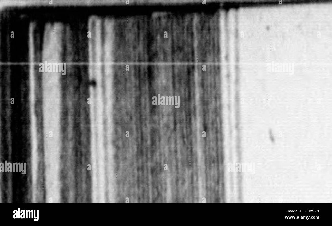 . TraitÃ© du castor [microforme] : dans lequel su explique la natura, les propriÃ©tÃ©s &AMP; l'usage mÃ©dico-chymique du castoreo dans la mÃ©decine. Rotelle orientabili; MatiÃ¨re mÃ©dicale; MÃ©decine populaire; castori; Materia medica; medicina popolare. Mi' ff C6' TRAITE vrir les pori &AMP; Ã meurir ; comme nous l'aflure Michel Ettmillcr dans ia Chirurgie manufcrite. Sui compressori le mÃªle avec du galbano &AMP; du GeniÃ¨vre, lorf- qu'on veut diiÃ®lper quelque tumeur Ådematcufe , ou une enllure cauice par l'hydropific , comme l'a pratiquÃ© neu- fart, qui guÃ©rit la femme du LicentiÃ© Schittben , d'une tumeur molle 6c Foto Stock