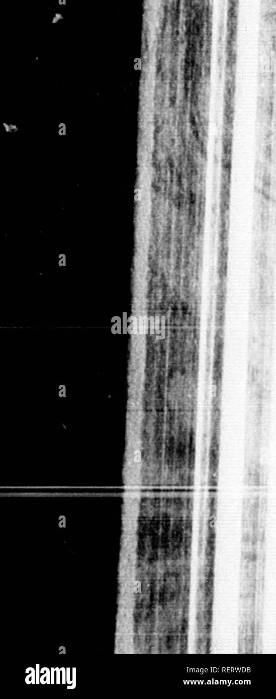 . L'illustrato Storia naturale [microformati]. Mammiferi; Storia Naturale; MammifÃ¨res; Sciences Naturelles. KUU'il'KA.S LS.-l.!j,iai, ruj,:i,i--&GT;.. fi &gt;l â Un Mol eitlicr senso e, ni"e nciieialK llv i&GT;la,'-.L'olio II ],;ir iih eaeh nthcr, iis eNaiiijiles ol especial acutem Il Kuropean Lynx è spivail oltre a i^real ]K)i1ii.n del Contiiieiif, gamma ut'paese che si estende IVom il 1 il più northeiai I'oicsts di'Asia. rteiiig Iduml in un 'yreiiees alla Scandinavia. È al.così romi esso III il colore di questo animale è come varialile come tliat di th" caracal o sanu Duri cfl'cct il Foto Stock