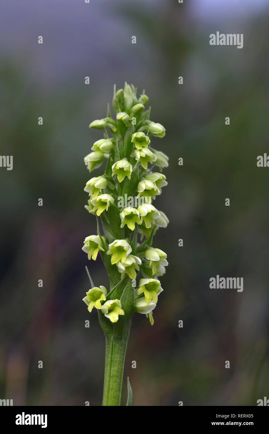 Piccolo white orchid (albida Pseudorchis), Qarasuk fiordo, la Groenlandia e la Danimarca Foto Stock