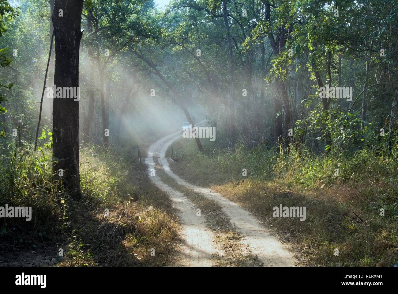 Foresta, Parco Nazionale di Kanha, Madhya Pradesh, India, Asia del Sud Foto Stock