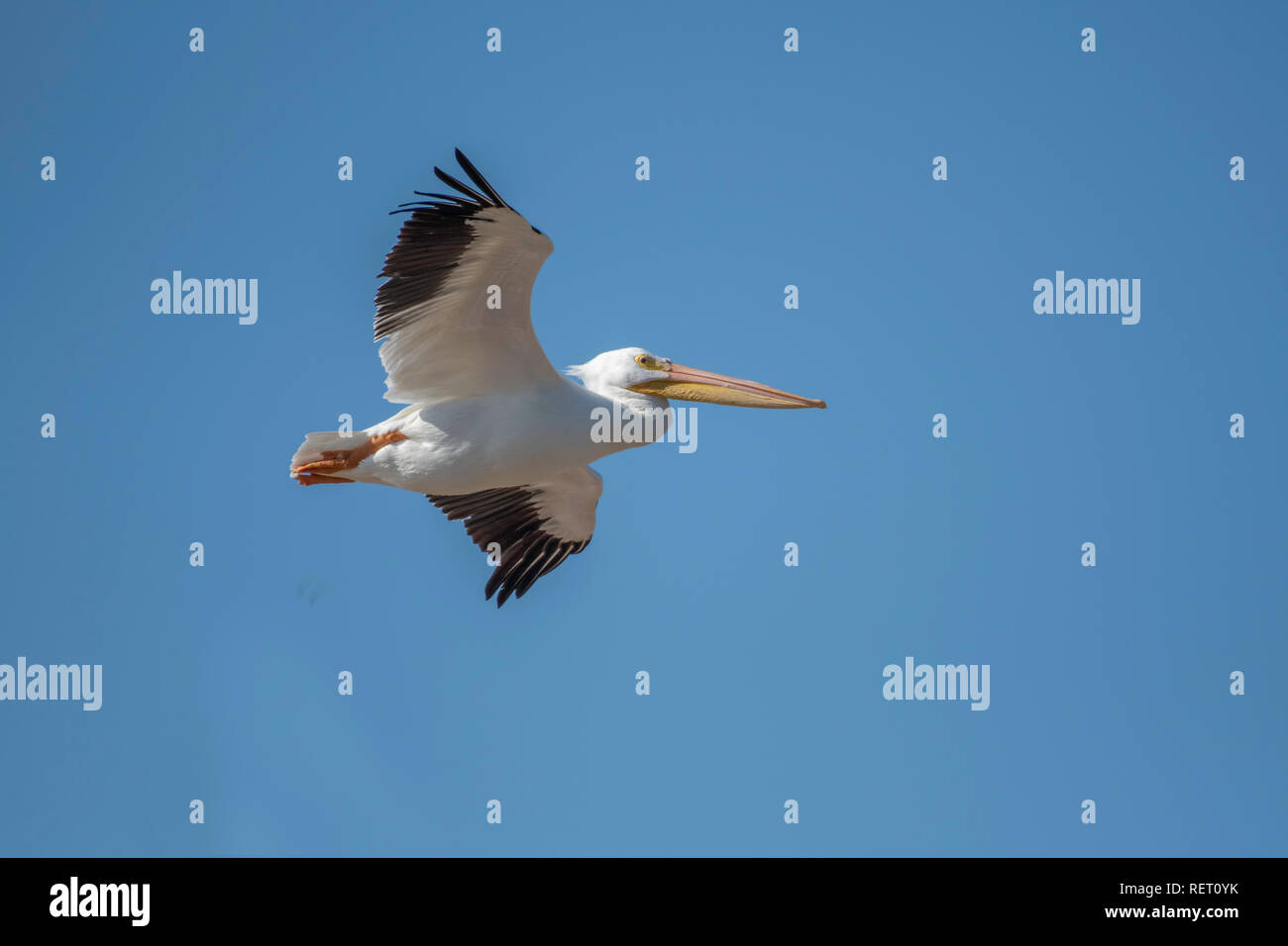 Un pellicano, Pelecanus erythrorhynchos, vola sopra il fiume rosso contro un cielo azzurro in Elm Grove, La., U.S.A. Foto Stock