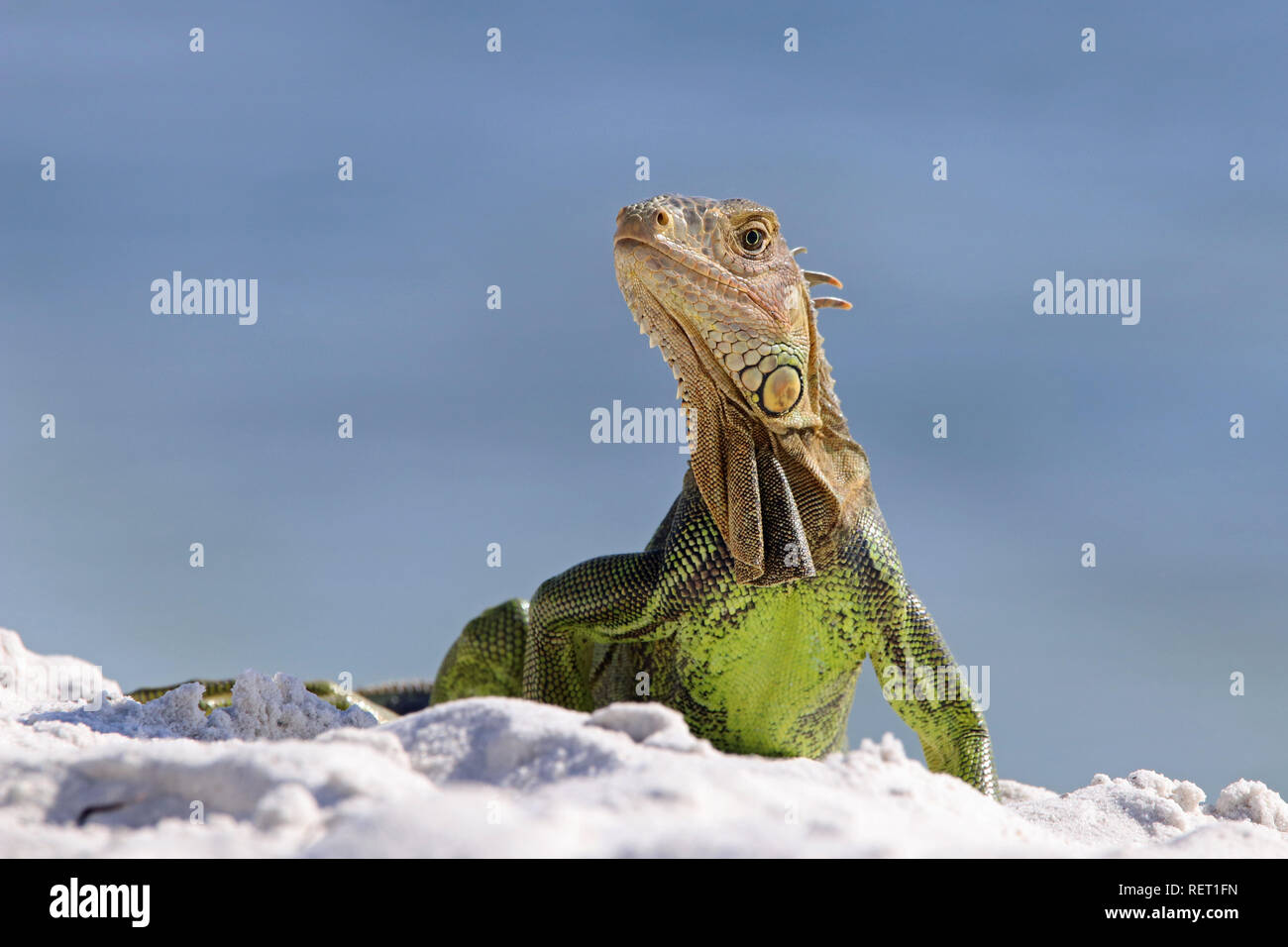 Grüner Leguan, Verde, Iguana Iguana iguana a Florida Keys USA Foto Stock