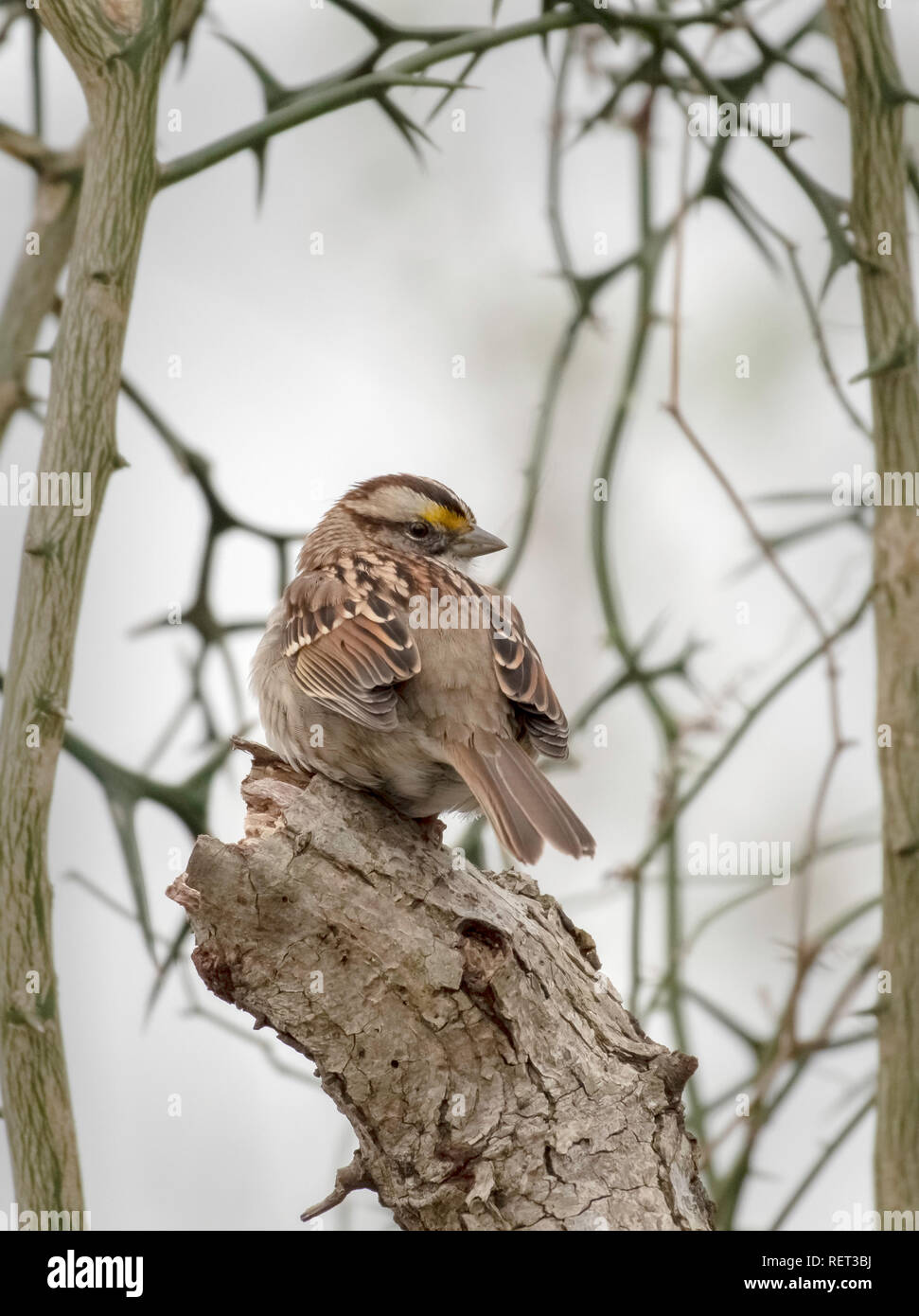Un bianco-throated sparrow, Zonotrichia albicollis, nella Red River National Wildlife Refuge, nel nord-ovest della Louisiana. Foto Stock