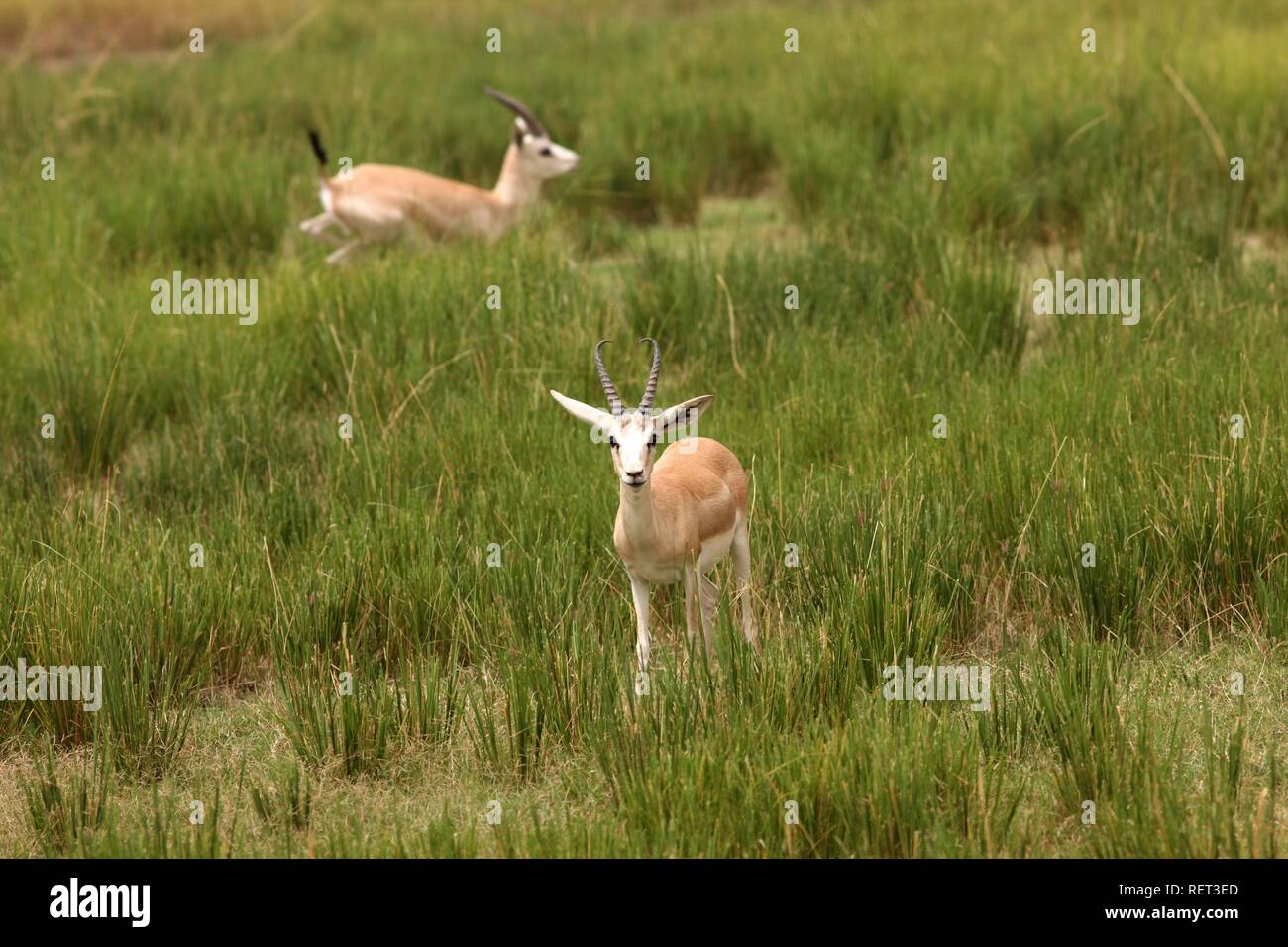 Gazelle, Sir Bani Yas Island, riserva privata nel Golfo Persico con oltre 10000 animali steppa, nei pressi di Abu Dhabi Foto Stock