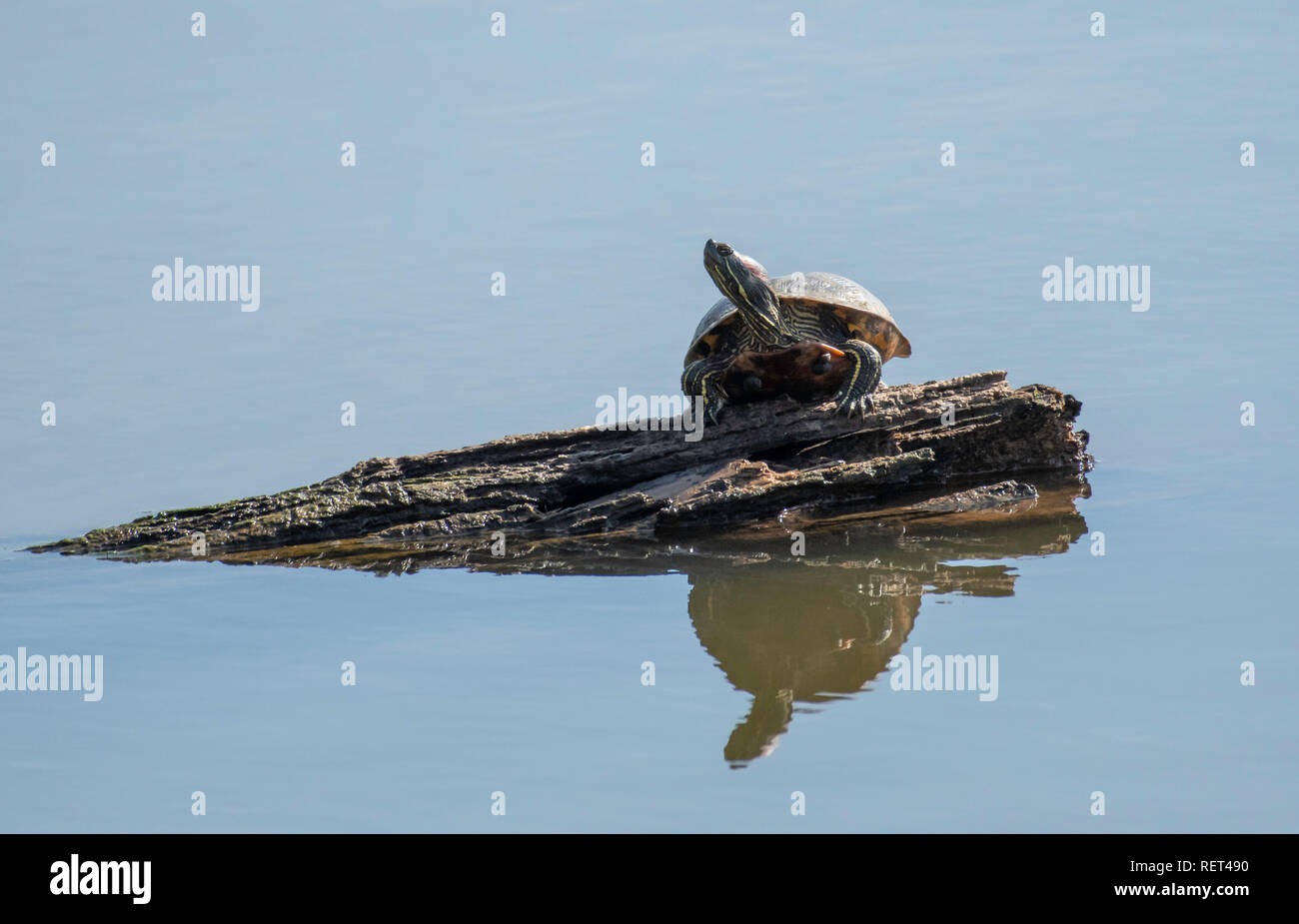 Un rosso-eared slider turtle, Trachemys scripta elegans, poggia su un registro presso il Red River National Wildlife Refuge, Bossier City., La. Foto Stock