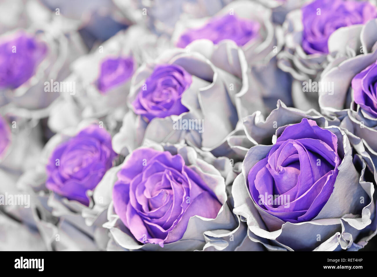 Close-up di blu azzurro turchese viola rosa pastello. Sfondo floreale Foto Stock