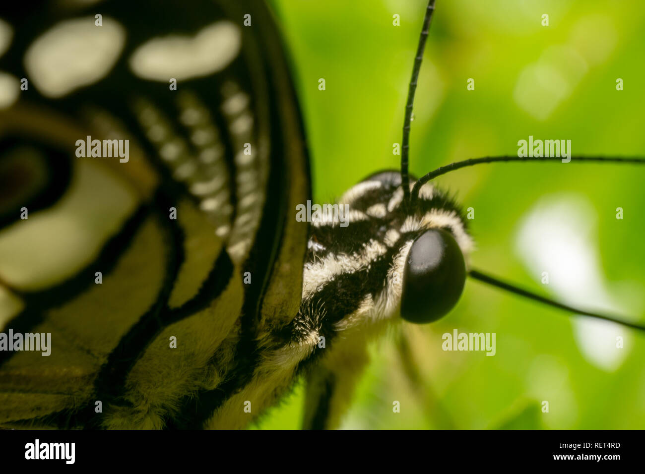 Lime Butterfly (Papilio demoleus malayanus) farfalla macro/super vicino shot con gli occhi e con antenne sulla messa a fuoco. Bellissimo sfondo verde di un lime ma Foto Stock