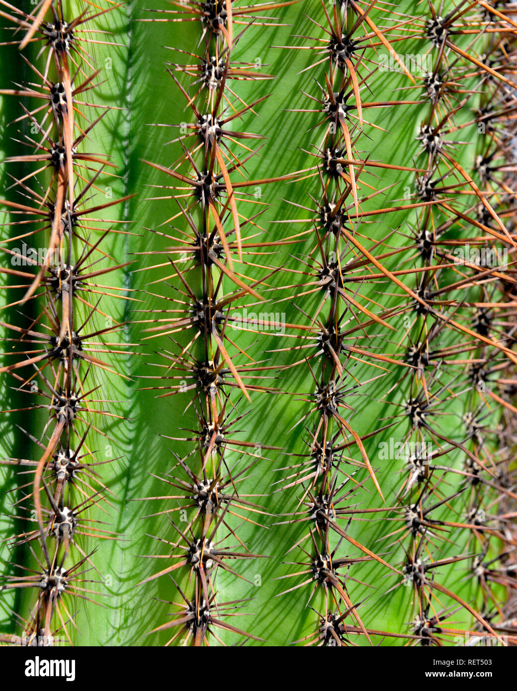 Close-up di cactus Saguaro in Arizona che mostra le sue spine Foto Stock