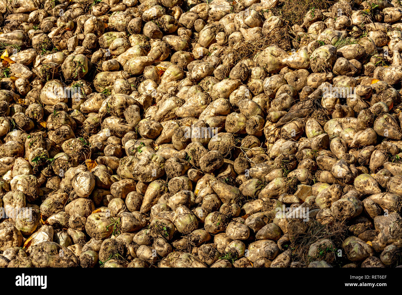 Pila di barbabietole da zucchero appena raccolte in un campo, Auvergne, Francia Foto Stock