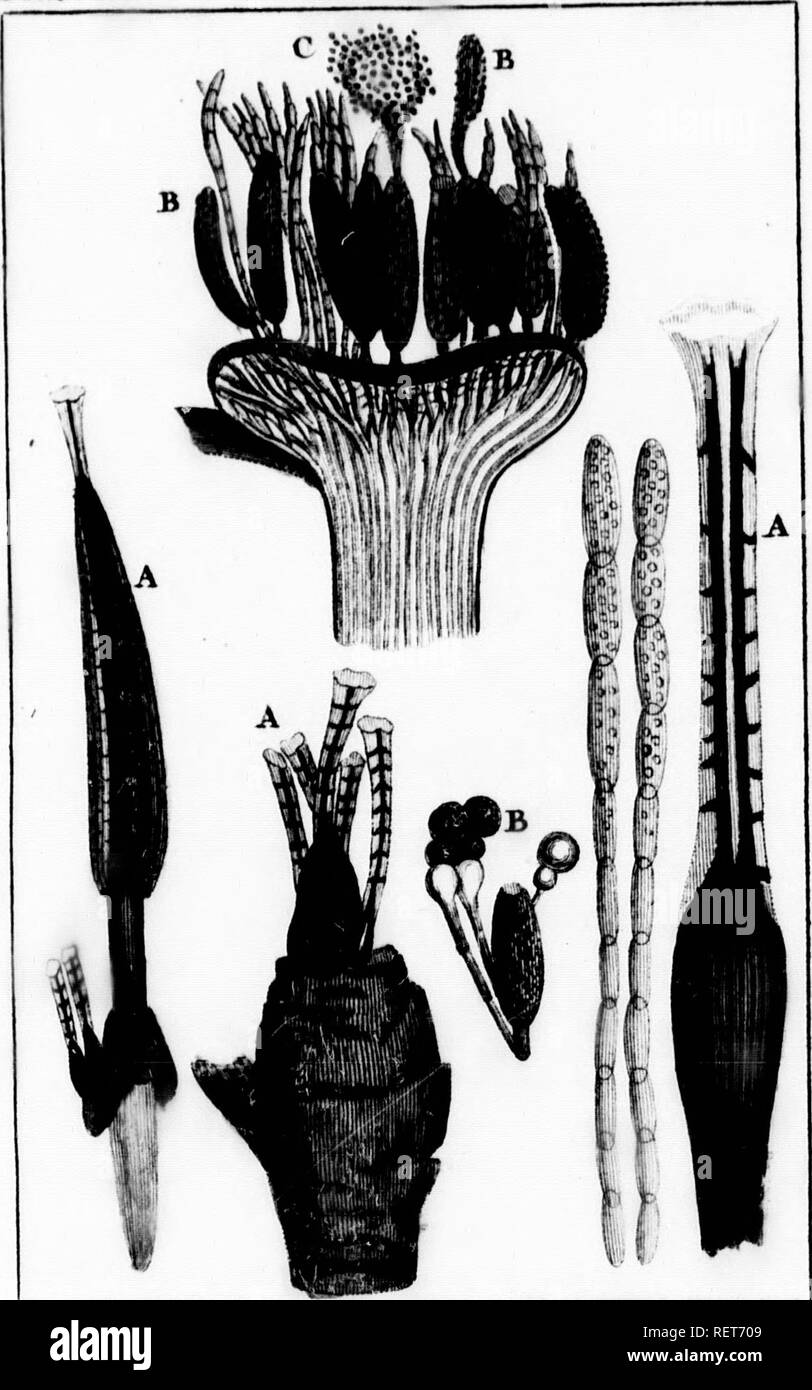 . Histoire Naturelle des vÃ©gÃ©taux classÃ©s par familles [microforme] : avec la citazione de la classe et de l'ordre de LinnÃ©, et l'indicazione de l'usage que l'on peut faire des plantes dans les arts, le commerce, l'agricoltura, le jardinage, la mÃ©decine, ecc des figure dessinÃ©es d'aprÃ¨ s natura, et onu generi complet, selon le systÃ¨ me de LinnÃ©, avec des renvois aux familles naturelles de A.L. de Jussieu. Botanique; Botanica. .E sont des crÃ¨ve au la pous- lecuiider sur une niicros- le poll( Il es fleurs : cloisons impide , Ds parti iplesse et ondatiori tubi se pongono"e de B qui en- est Foto Stock