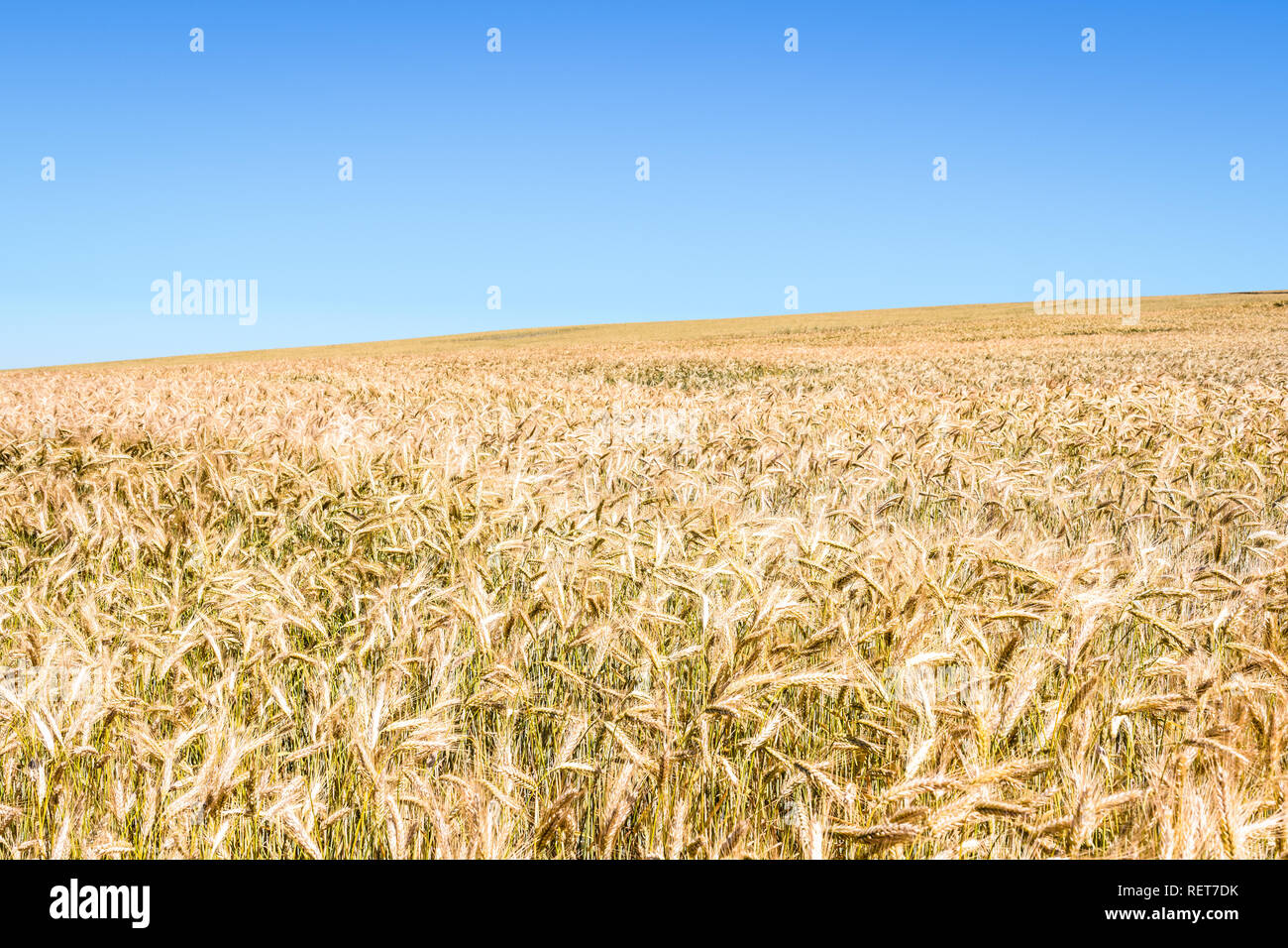 Un campo di rotolamento di segale sotto un cielo blu nella campagna francese. Foto Stock