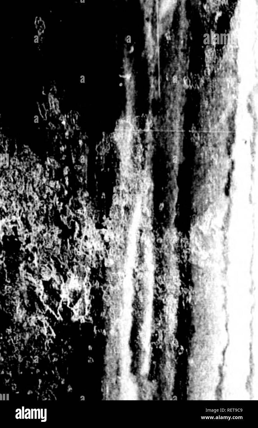 . Histoire Naturelle de Buffon [microforme] : classÃ©e par ordres, generi et espÃ¨ces, d'aprÃ¨s le systÃ¨me de LinnÃ© avec les caractÃ¨res gÃ©nÃ© riques et la nomenclatura LinnÃ©enne. Sciences Naturelles; Ornithologie; Storia Naturale; ornitologia. Â "â ¢^â"¢^â ^â¢â T^JWW'MHWBPBHI. Ã¹ 'MM t' -m * l m l i 1 iWM'. I h. s Wh ; - io ho ll= ^24 hà®STOITfE NATURELLE OÃ l'su prÃ©tendono que l'art de 1^ faucon*^ ifiÃ¯oric e^l pi come juUivÃ© que par-tout ailleurs : su eÂ" trouve jusqu'au Japon^ oÃ¹ KÅmpfer dit qu'on les tient plutÃ't parfasfCjquepv url'utilitÃ©delÃ¢chasse^ de colui qui est À bas, le Foto Stock