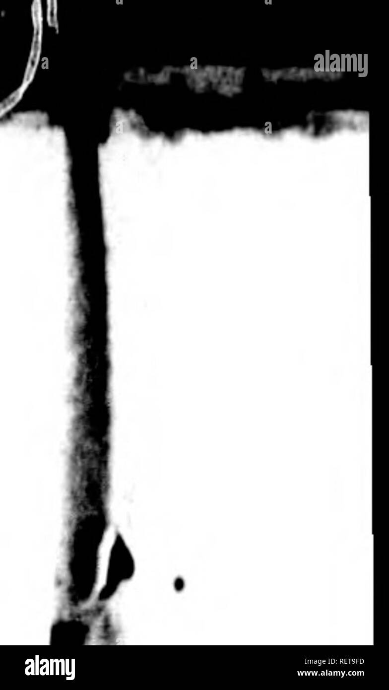 . Histoire Naturelle de Buffon [microforme] : classÃ©e par ordres, generi et espÃ¨ces, d'aprÃ¨s le systÃ¨me de LinnÃ© avec les caractÃ¨res gÃ©nÃ© riques et la nomenclatura LinnÃ©enne. Sciences Naturelles; Zoologie; Animaux; Storia Naturale; Zoologia; Animali. S3o Histoire Naturelle tenda en Åuvre pour se dÃ©rober Ã la recherche ou pour Ã©viter la poursuite et les atteintes des chiens t sont peutÂ" Ãªtre plus merveilleux que les mÃ©thodes les plus fines de Fart de la chasse. Le chirn, lorsqu'il vient de naÃ®tre, n'est pas encore entiÃ¨rement achevÃ©: dans cette espÃ¨ce, comme dans celle de tous l Foto Stock