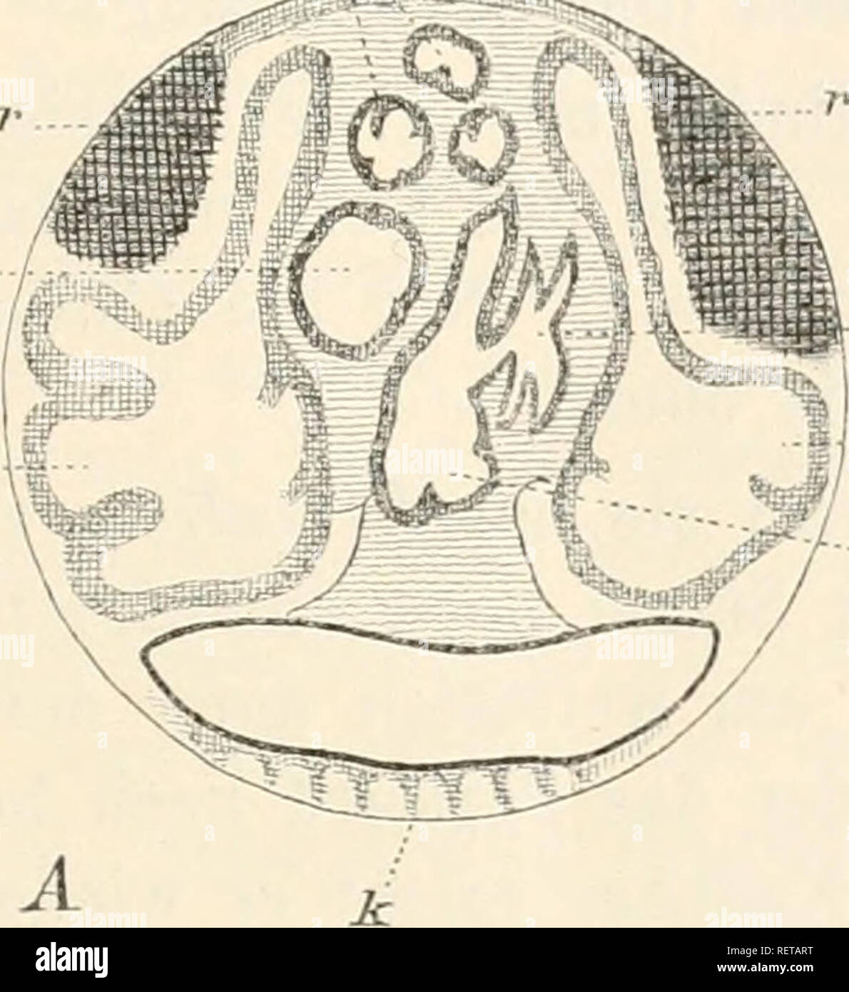 . Il dott. H.G. Bronn's Klassen und Ordnungen des Thier-Reichs : wissenschaftlich dargestellt in Wort und Bild. Zoologia. Morphologie. KÃ¶rperform. 383 Den postanaleii Theil dos L(&GT;il)('s kann man wohl als Hinterkru-per bezeichnen. ¤WÃ hrend der Ã¤ussere Oontour durch die Schale Ijestininit ist, unterliegt der innere ziemlichem Wechsel, je nacli der Ausdehnung der Larven und der GeschlechtsdrÃ¼se. Letztere namentlich differirt nicht nur nach dem jeweiligen Entwicklungszustande, zumal sondern nach arte oder (xattung. Ebenso kÃ¶nnen diese Organe durch ihr verschiodencs Fig. H).. Â cd l â â. Si prega di n. Foto Stock