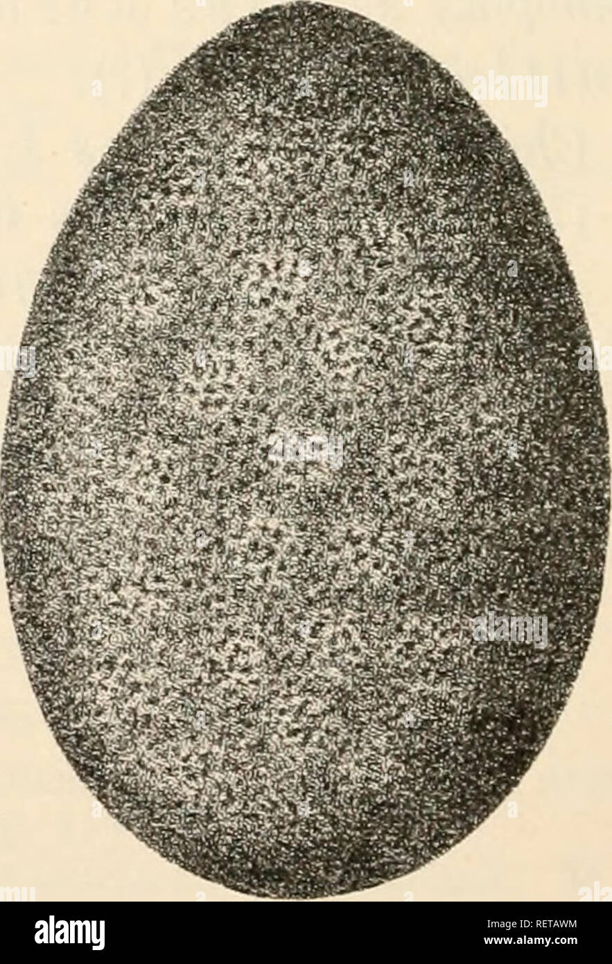 . Il dott. H.G. Bronn's Klassen und Ordnungen des Thier-Reichs : wissenschaftlich dargestellt in Wort und Bild. Zoologia. ^X-V0^'-i^^. A. Acanthochüon fascicolare/s, 7] (nach rieh Blum). B. Cryptochiton Stellen var. violacea, ^J.-, (nach A. V. Nord in un n). C. Cryptojüax oculatus, ^f.-, (nach Haddon). Wenn die hinteren Schalenstücke auseinanderrücken {Cryptoplax oder Chitonclliis) (Fig. IG). Die Umrisslinie wird wolil als Mantelsaum bezeichnet (43). Bei der Unsicherheit der Deutung es ist vielleicht vortheilhafter, einen in- differenten Namen zu wählen und sie P erinotaeum zu nennen*). Dann *) Jene Foto Stock