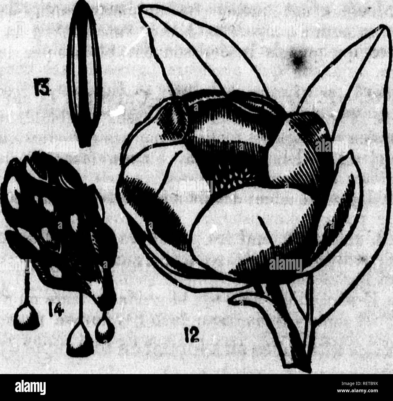 . Flore canadienne ou description de toutes les plantes des forÃªts, champs, Jardins et eaux du Canada [microforme] : donnant le nom botanique de chacune, ses noms vulgaires franÃ§ais et anglais, indiquant figlio parcours gÃ©ographique .... Botanique; Botanique; Plantes; botanica; piante; piante. 1;, â â â ': 1 "Io S ; fi m!: "â i' ! I f :ij 20 DICOTYLÃDONESâPOLTFÃTALES. ^R'v* fam. II. MAGNOLIACÃES. Magnoliacea. D. C. (Dn genere JlfajÂ"o{ta). Arhres su ar&amp;rtÂ"5eaMz Ã©lÃ©gants et amen dans toutes leors parti. Feuillei alternes, coriaces, penni-nerrÃ©es et veinÃ©es en rÃ©sean. Stipula memb Foto Stock