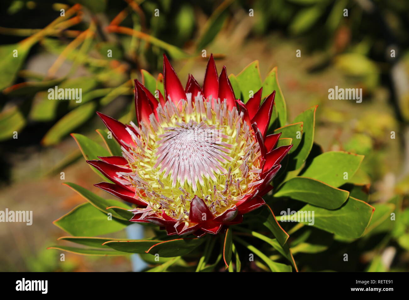 Fiore tropicale: Protea Foto Stock