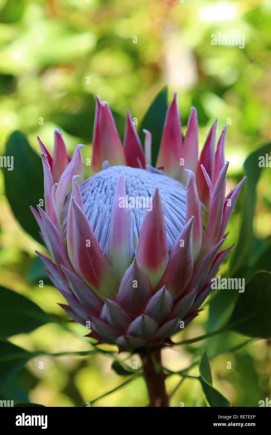 Fiore tropicale: Protea Foto Stock