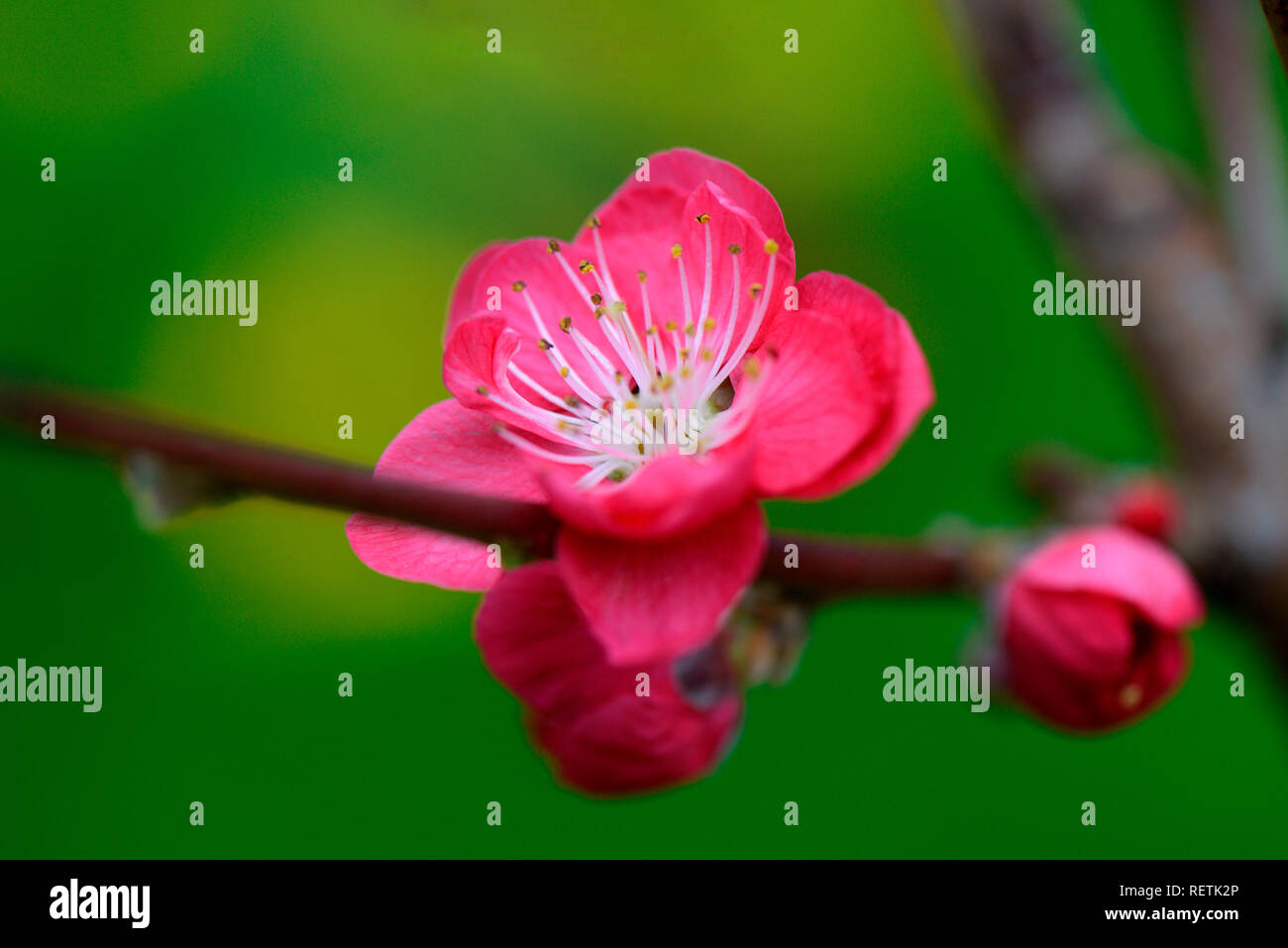 Peach Melred, Prunus persica Foto Stock