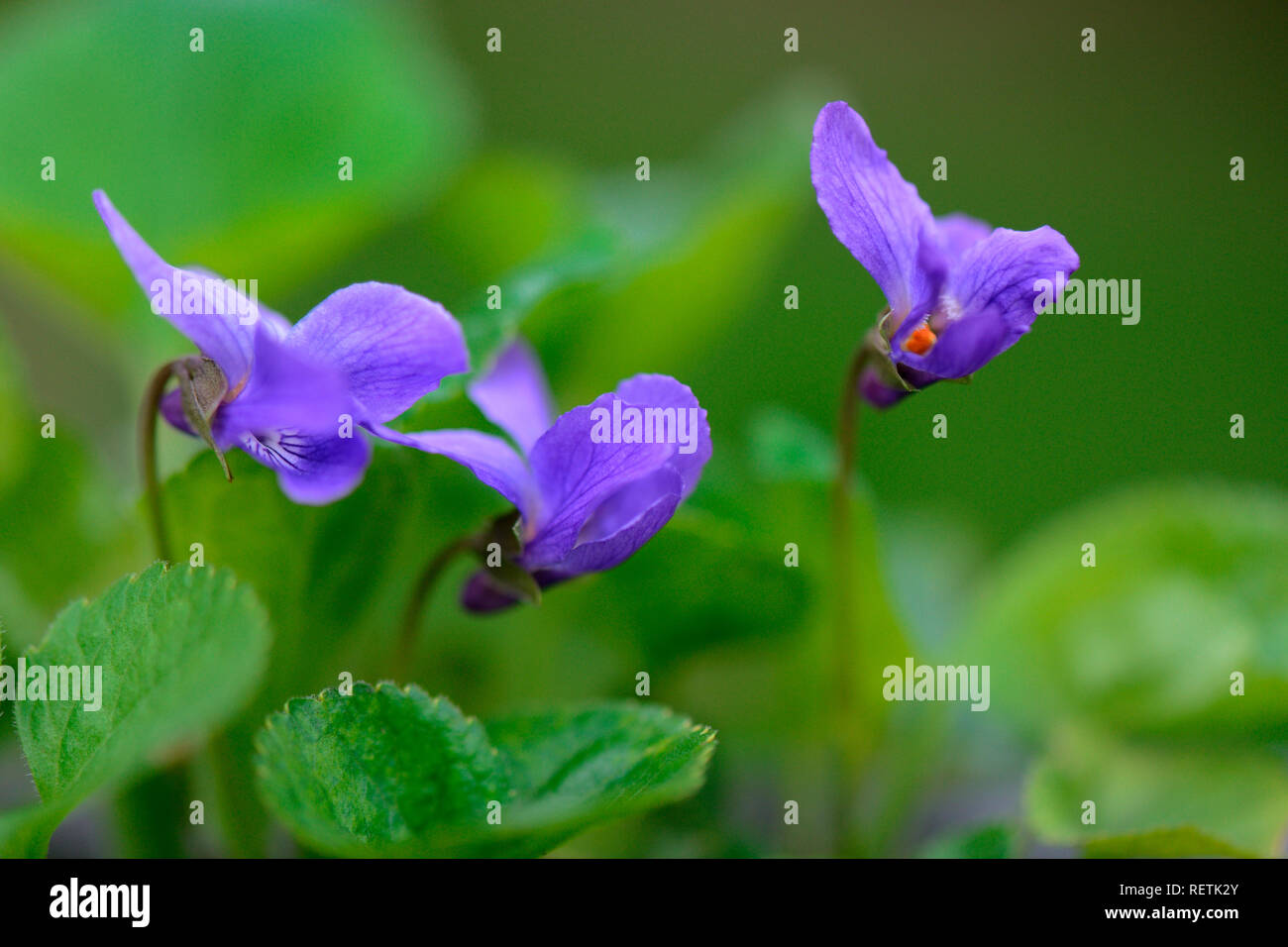 Viola Mammola, Viola odorata Foto Stock