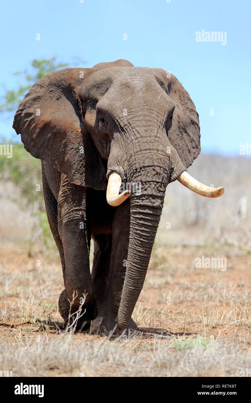 Elefante africano, maschio adulto alla ricerca di cibo, Sabi Sand Game Reserve, Kruger Nationalpark, Sud Africa, Africa (Loxodonta africana) Foto Stock
