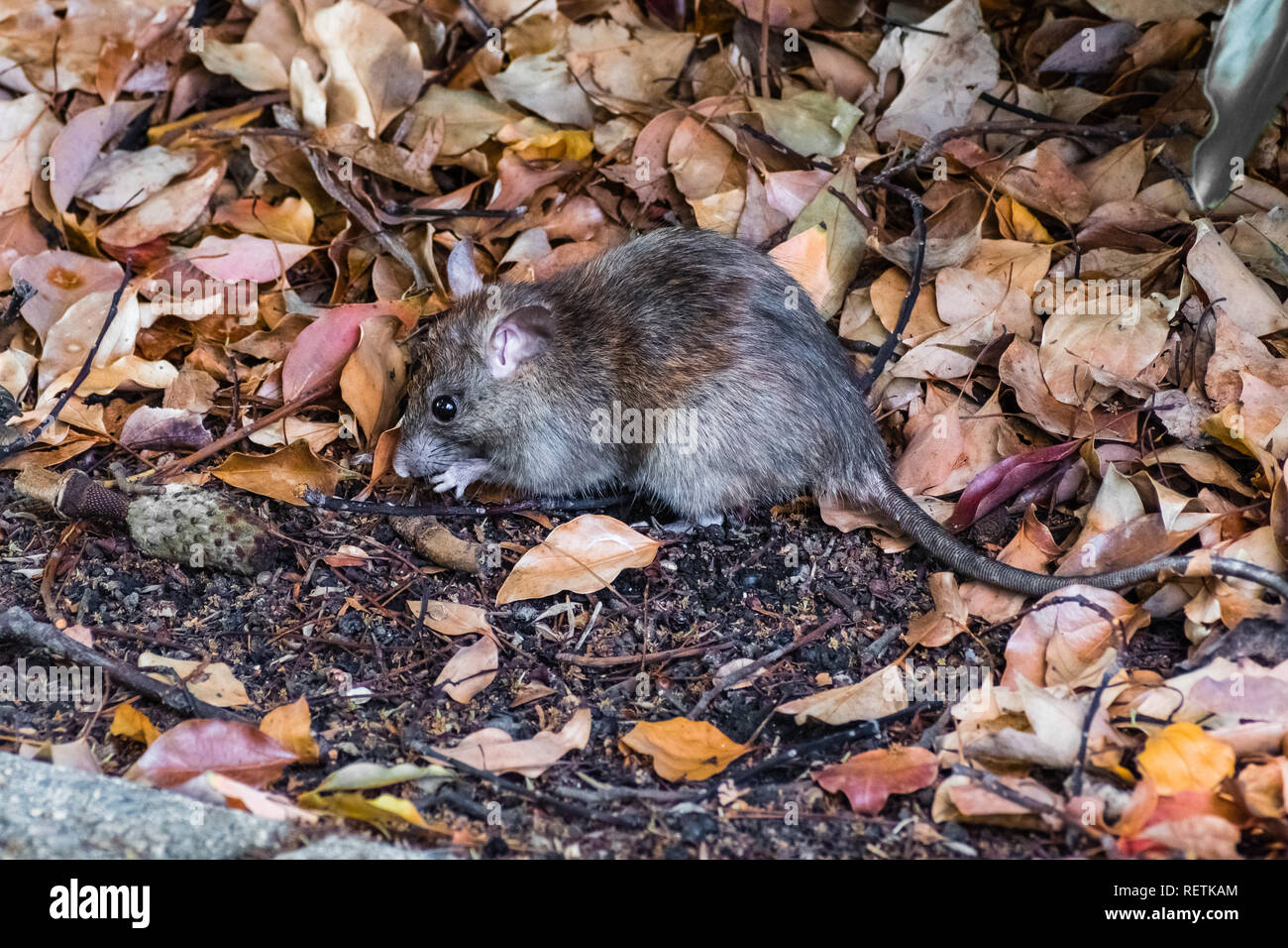 Close up della California mouse (Peromyscus californicus) in un parco pubblico, in cerca di cibo appena di un sentiero lastricato, San Francisco Bay Area, California Foto Stock