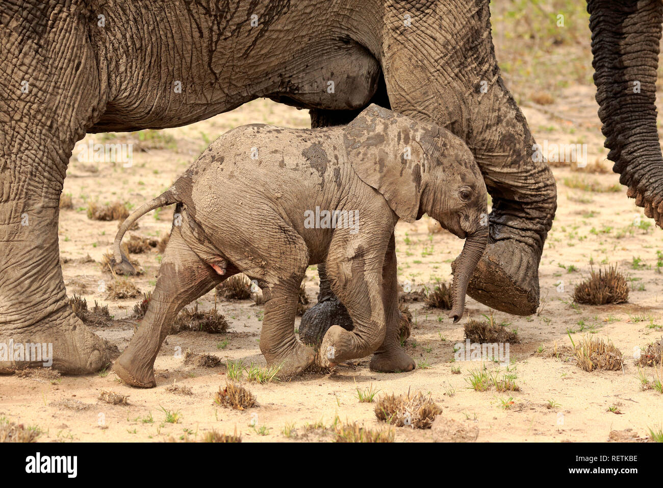 Elefante africano, femmina adulta con giovani, Sabi Sand Game Reserve, Kruger Nationalpark, Sud Africa, Africa (Loxodonta africana) Foto Stock