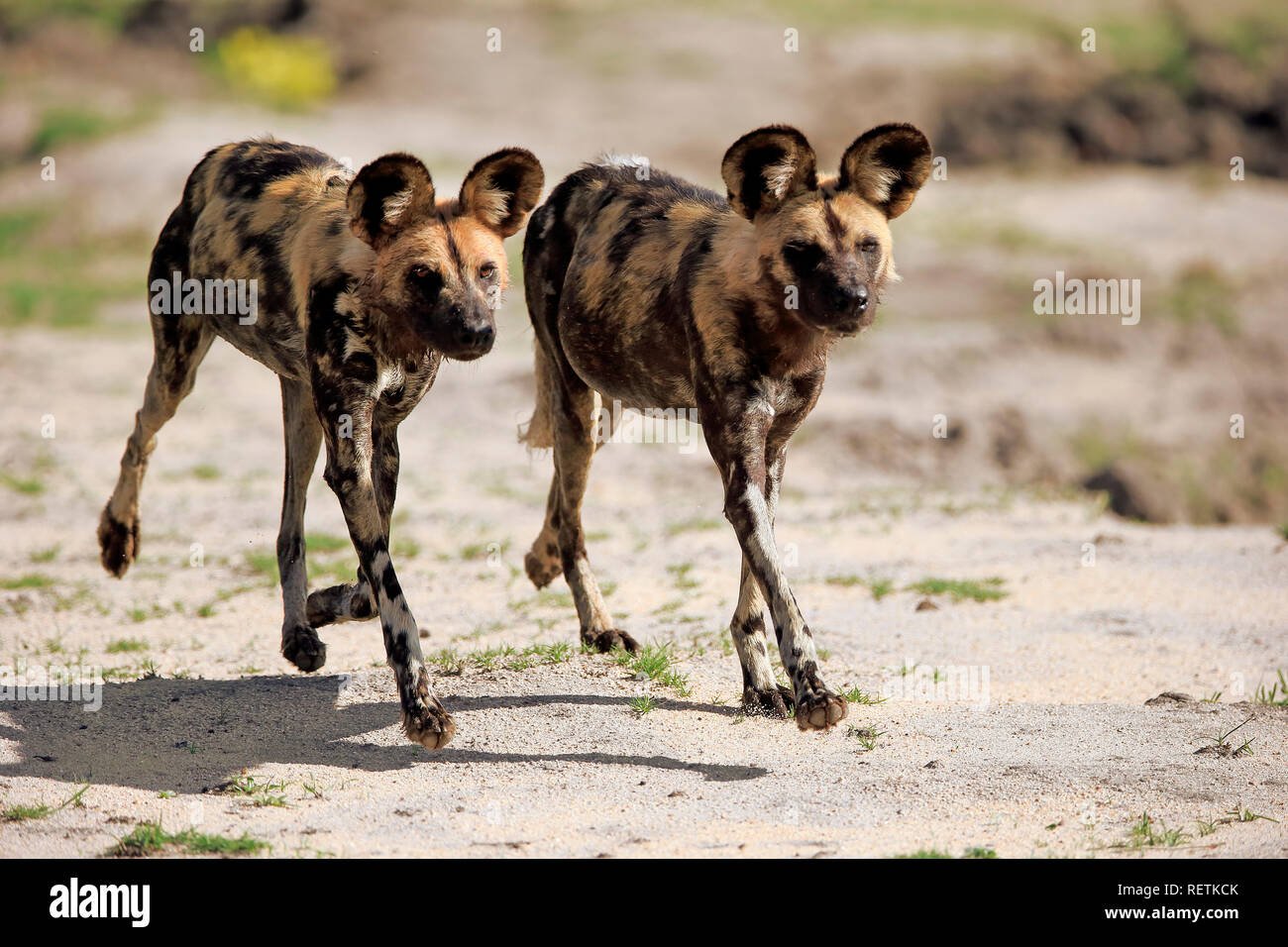 African cani selvatici, Sabi Sand Game Reserve, Kruger Nationalpark, Sud Africa, Africa (Lycaon pictus) Foto Stock