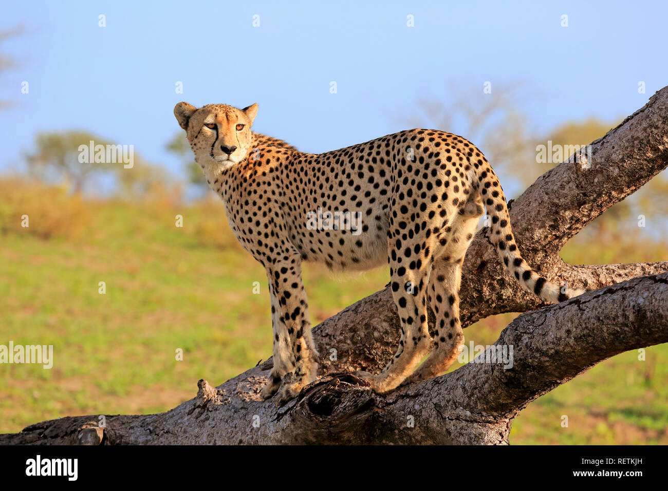 Cheetah, maschio, Sabi Sand Game Reserve, Kruger Nationalpark, Sud Africa, Africa (Acinonyx jubatus) Foto Stock