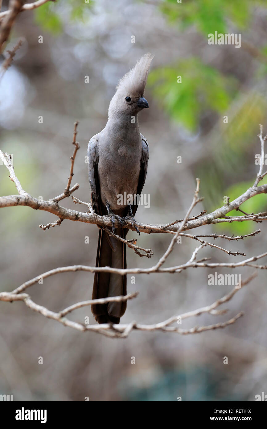 Grigio Lourie, adulto su albero, Kruger Nationalpark, Sud Africa, Africa (Corythaixoides concolor) Foto Stock