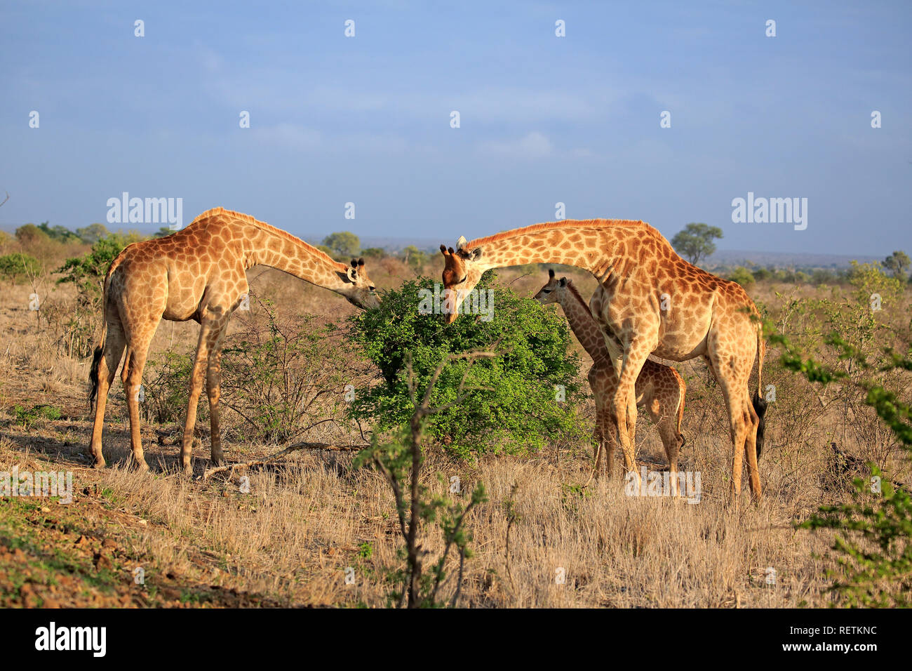 Cape Giraffe, Gruppo adulti con giovani, Kruger Nationalpark, Sud Africa, Africa (Giraffa camelopardalis giraffa) Foto Stock