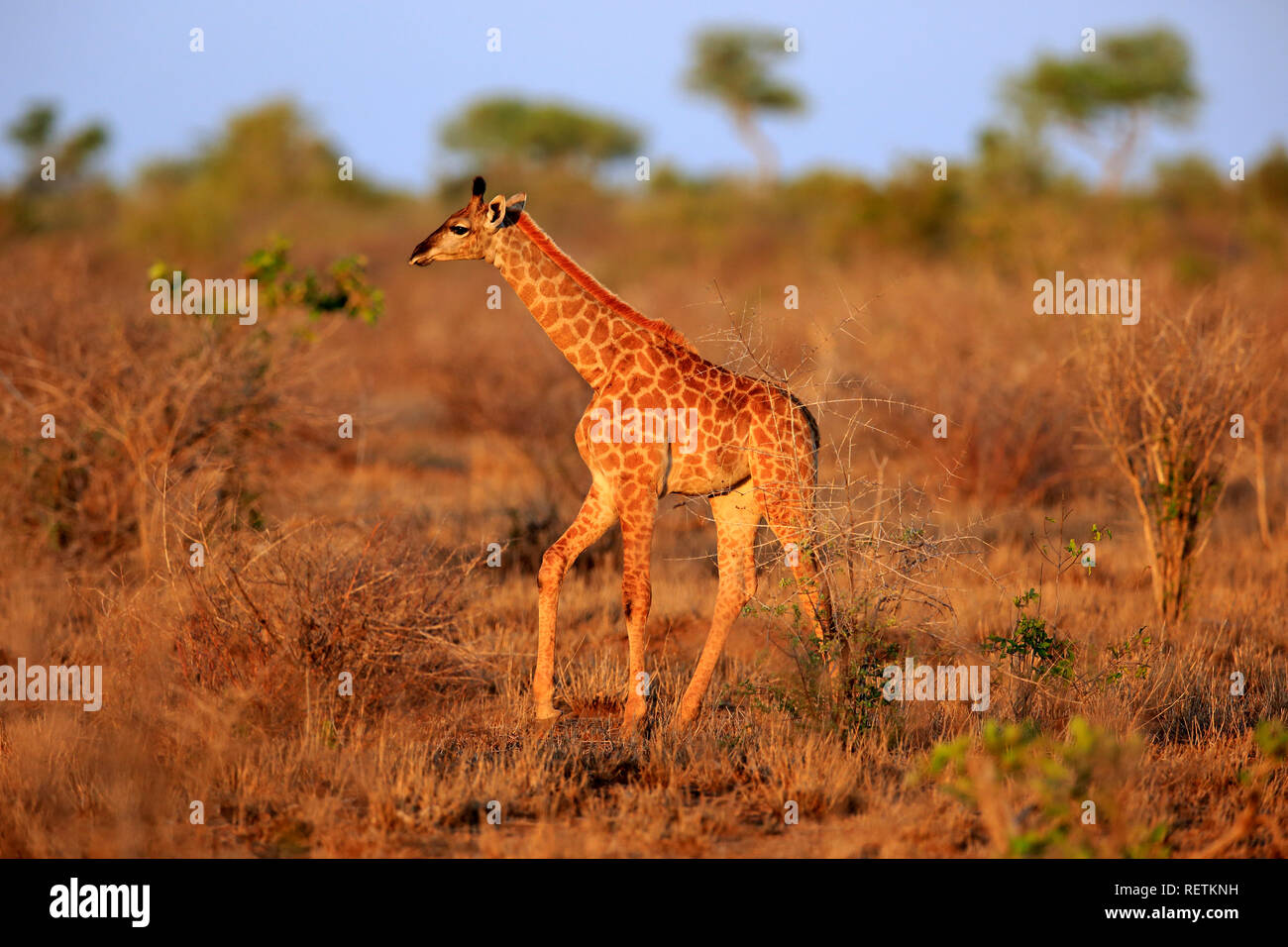 Cape Giraffe, giovani, Kruger Nationalpark, Sud Africa, Africa (Giraffa camelopardalis giraffa) Foto Stock