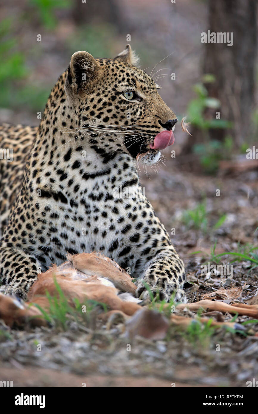Leopard, Sabi Sand Game Reserve, Kruger Nationalpark, Sud Africa, Africa (Panthera pardus) Foto Stock