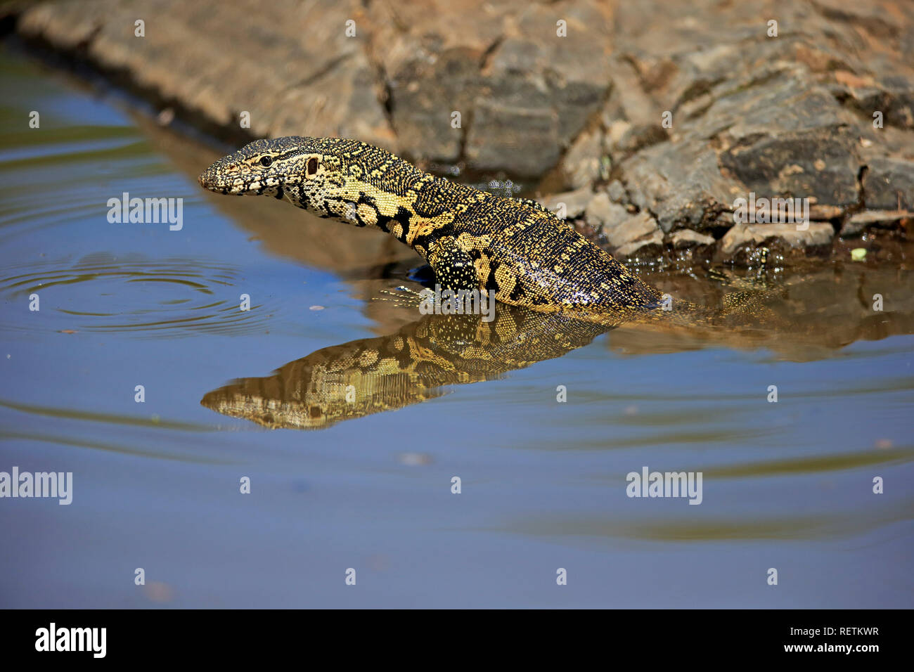 Monitor del Nilo, adulto in acqua, Kruger Nationalpark, Sud Africa, Africa (Varanus niloticus) Foto Stock