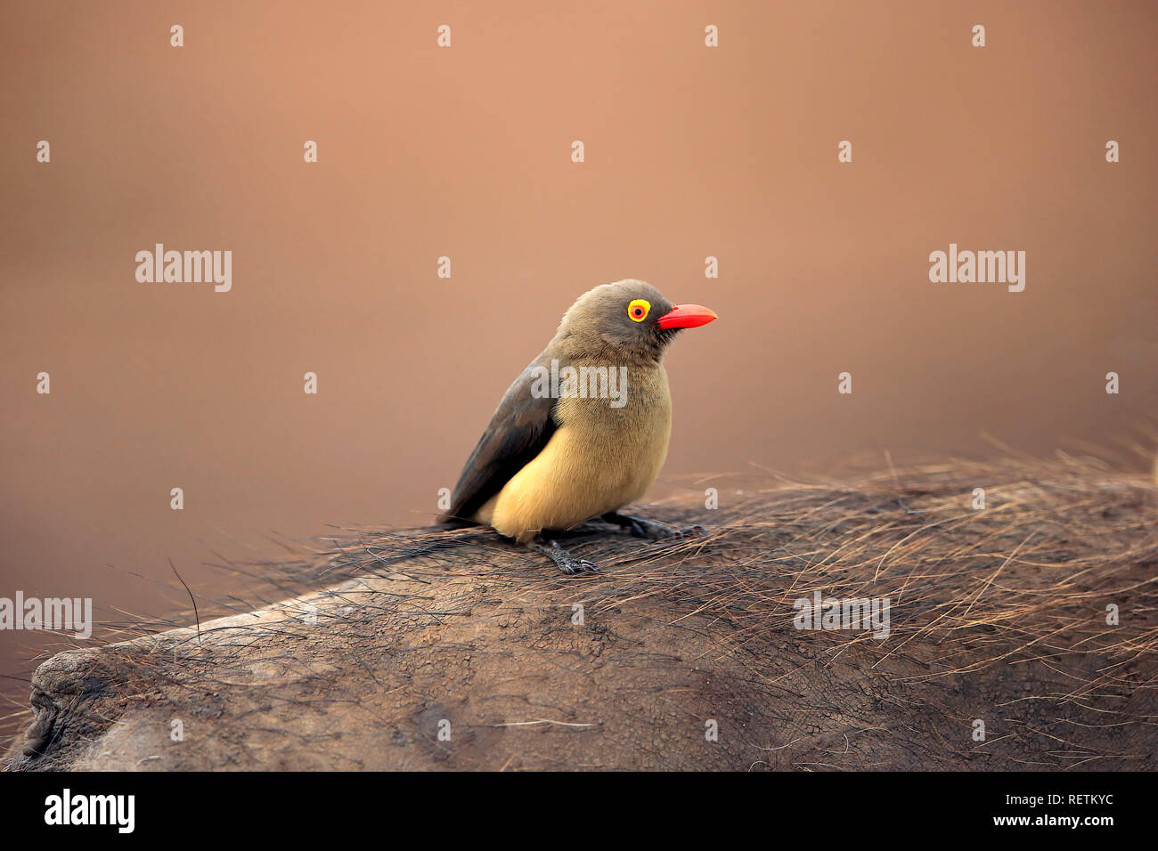 Red fatturati Oxpecker, adulto, Kruger Nationalpark, Sud Africa, Africa (Buphagus erythrorhynchus) Foto Stock