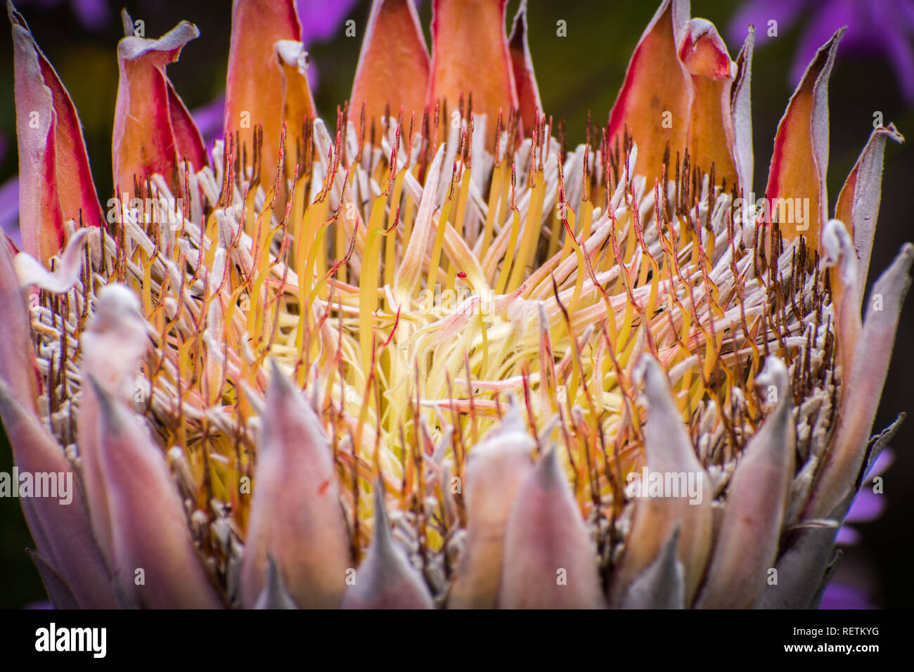 Chiusura del re Protea (Protea cynaroides) fiore nativo del Sud Africa Foto Stock