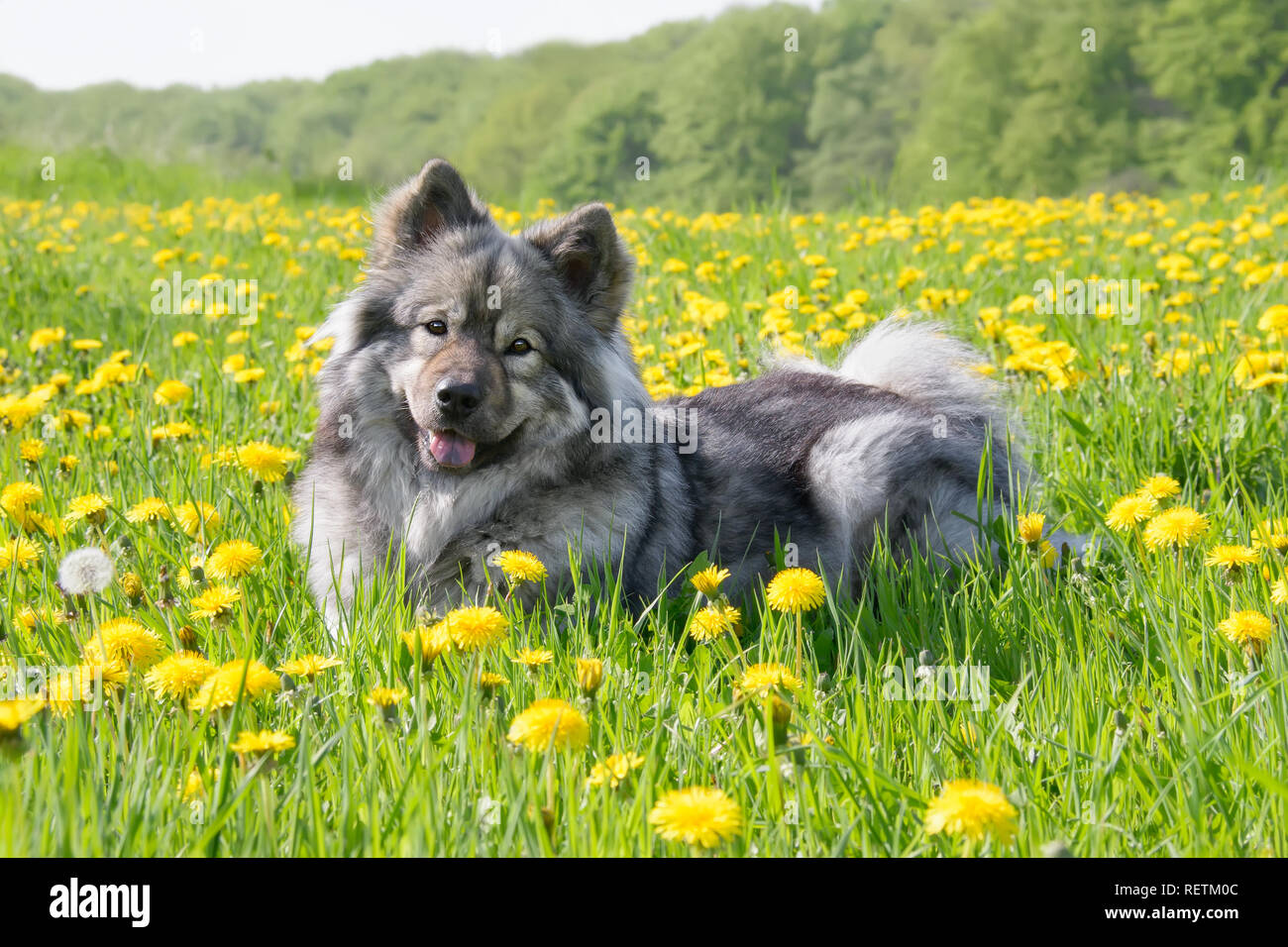 Un simpatico cane Eurasier (Spitz tipo) è giacente in un prato con il giallo dei fiori di tarassaco in una giornata di sole in primavera Foto Stock