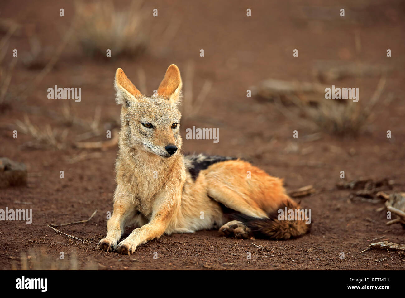 Black Backed Jackal, adulti in appoggio, Kruger Nationalpark, Sud Africa, Africa (Canis mesomelas) Foto Stock