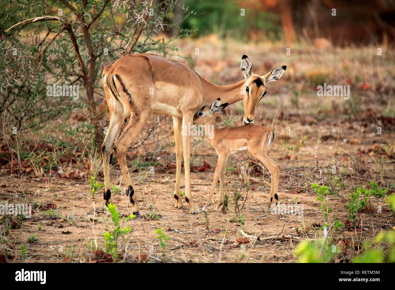 Impala, femmina adulta con i giovani, il comportamento sociale, Sabi Sand Game Reserve, Kruger Nationalpark, Sud Africa, Africa (Aepyceros melampus) Foto Stock